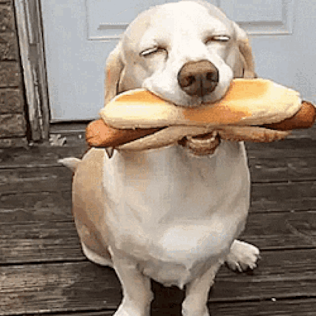 Dog enjoys hotdog