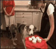 Dog with cupcakes