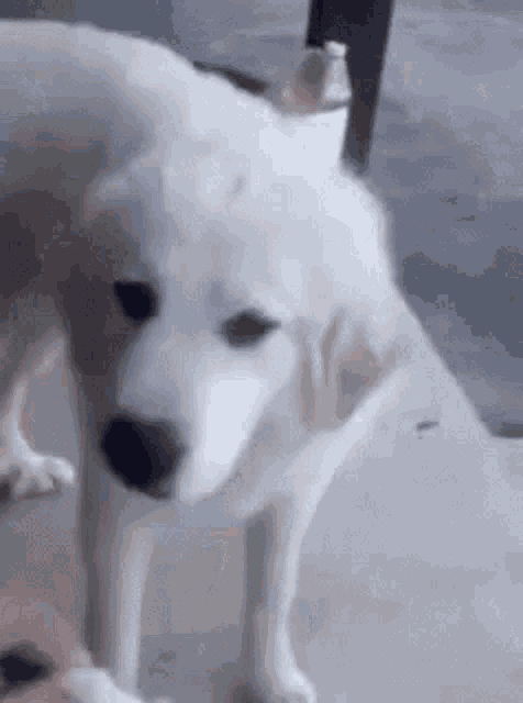 Dog rejects food