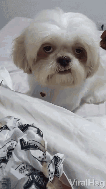 Unamused dog
